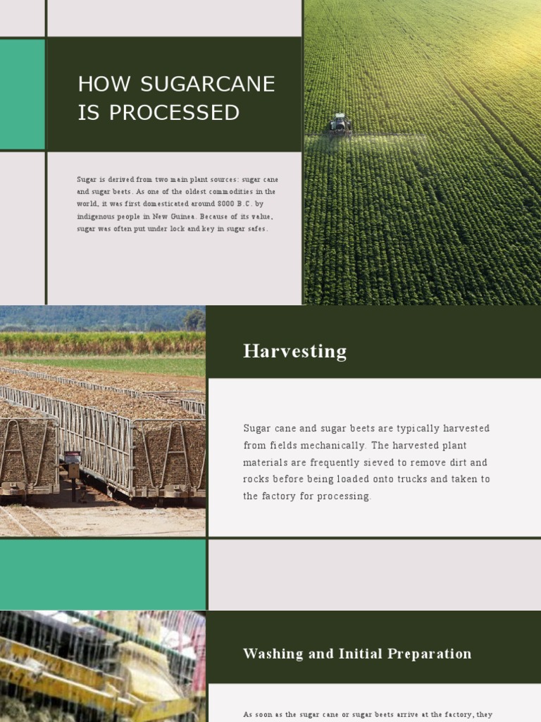 Jimenez (How Sugarcane Is Processed) PDF Sugarcane Sugar