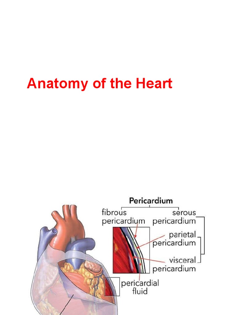 Anatomy of Heart PDF Heart Valve Atrium (Heart)