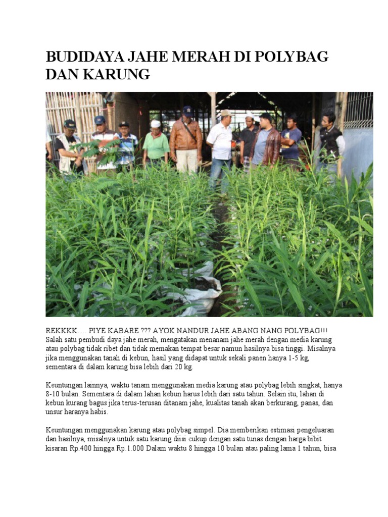 Budidaya Jahe Merah dalam Polybag | PDF