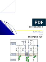 07 - Ontogenia T