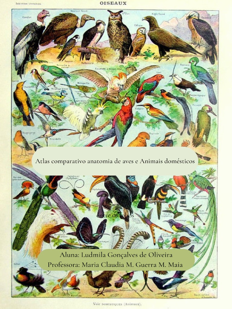 Apostila De Aves Pdf