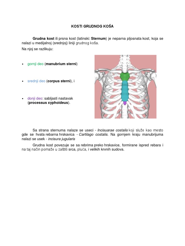 kosti-grudnog-kosa-pdf