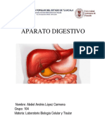 Sistema Digestivo AALC