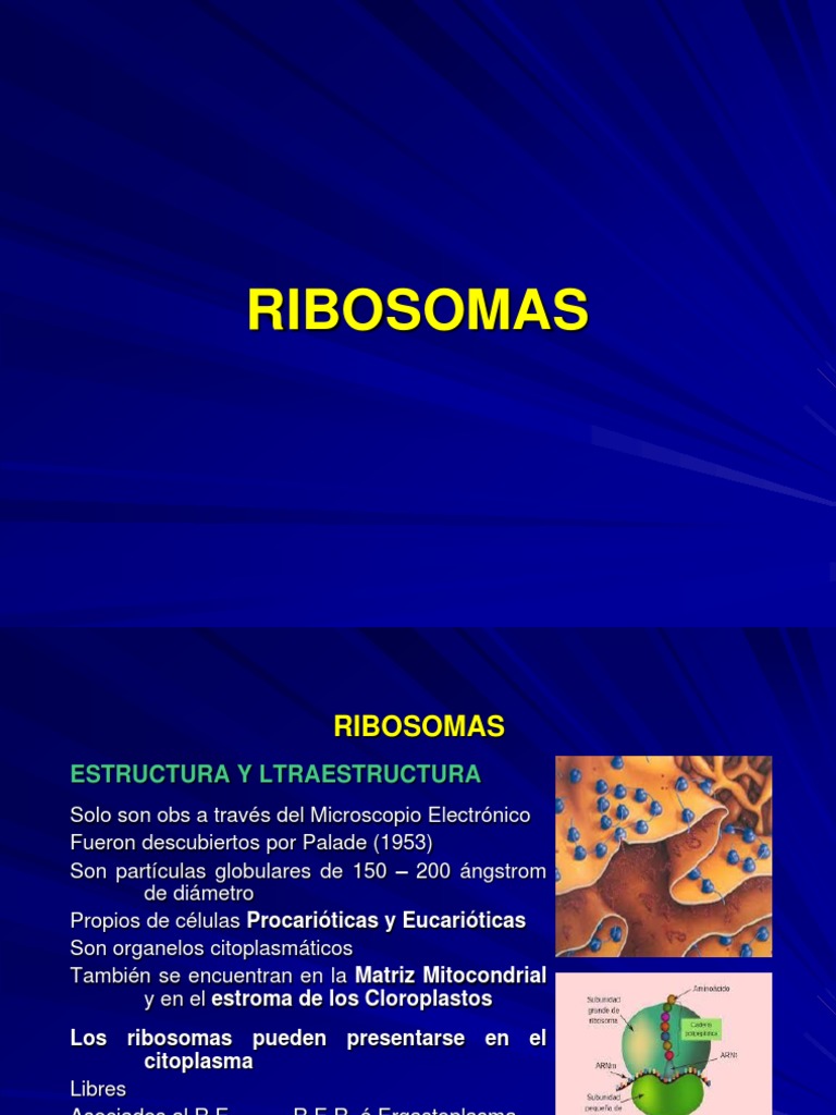 Composición química de los ribosomas | PDF | Ciencia y matemáticas