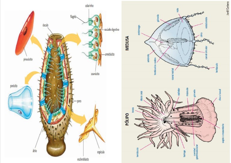 Ficha 04 - Poriferos - Cnidarios | PDF