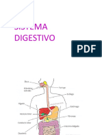 Sistema Digestivo