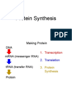 Arman Sandhu - Protein Synthesis Powerpoint - Kami