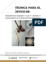 Ficha T Cnica Phytophthora Frutillas