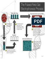 PFGE Process Infographic-H