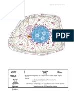 Estructura y Función Humana Practica 12 HISTOLOGIA CELULA