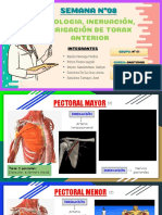 Miologia Inervacion e Irrigacion de Torax Anterior