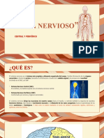 Sistema Nervioso PPT B