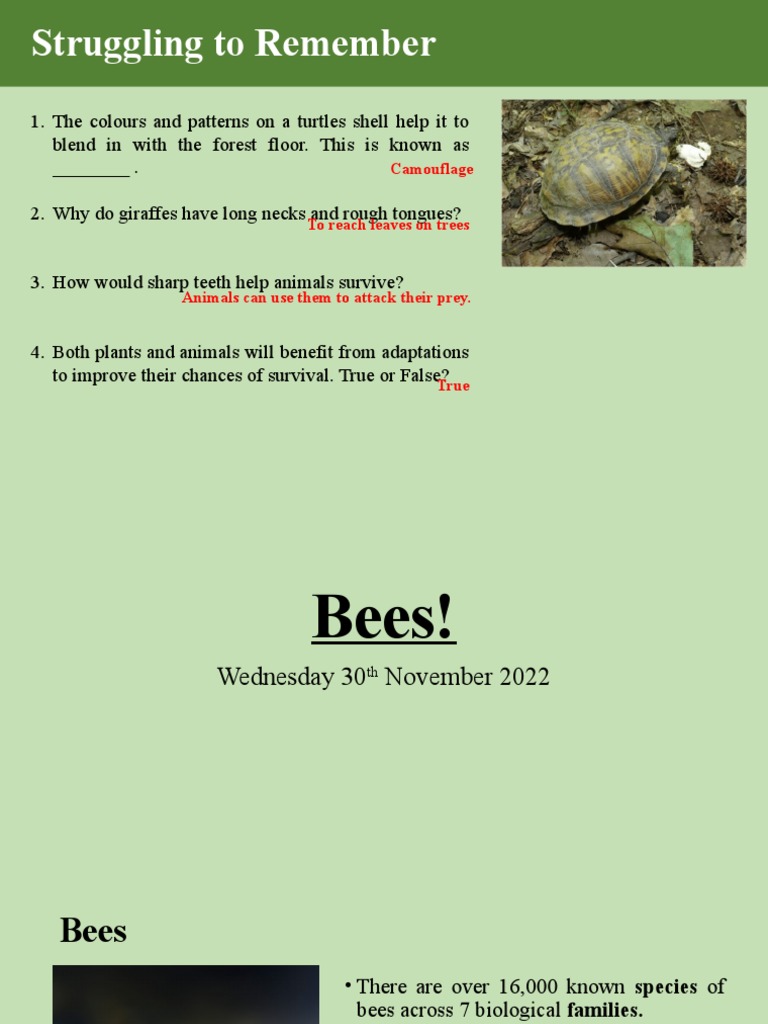 Importance of Bees and Their Adaptations | PDF | Bumblebee | Honey Bee