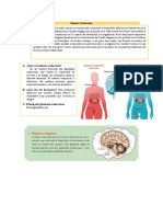 Sistema Endocrino