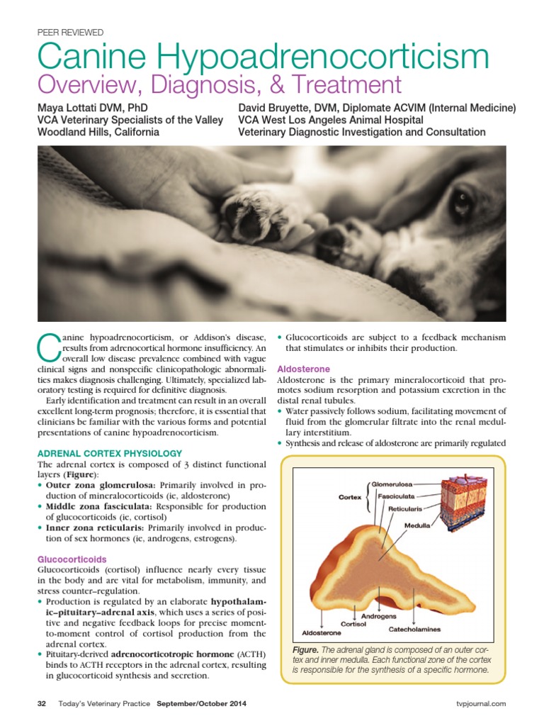 Canine Hypoadrenocorticism: Diagnosis And Treatment – IVEWAP