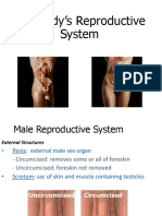 Reproductive System