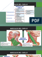 Musculos y Triangulos Del Cuello Macro T DR - Pezo