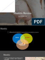 Mastitis Bovina