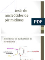 Biosíntesis de Nucleótidos de Pirimidinas