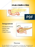 Páncreas endocrino funciones 40