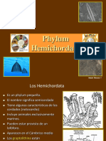 Phylum Hemichordata