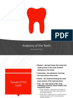 Anatomy of Teeth Tissues and Parts