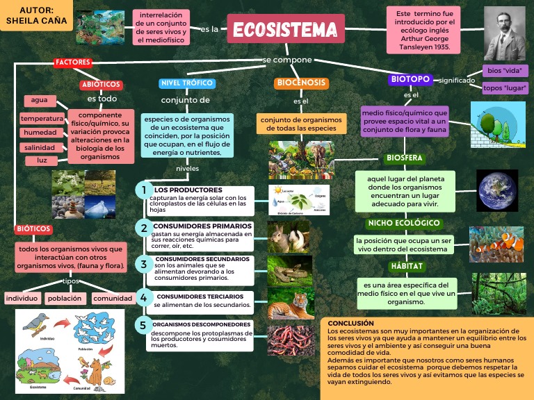 Hoja De Trabajo Con Mapa Conceptual De Ecosistemas Los Ecosistemas