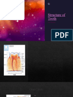 Structure of Tooth m121