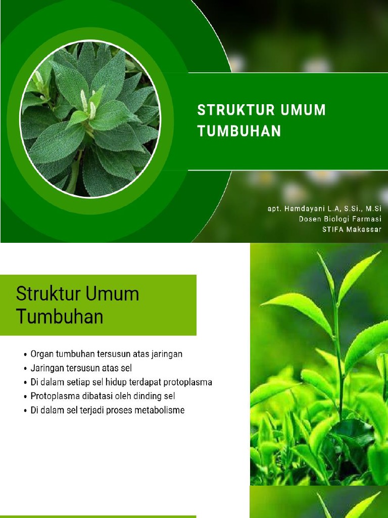 Struktur Umum Tumbuhan | PDF