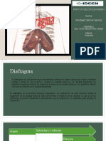 Anatomia Diafragma