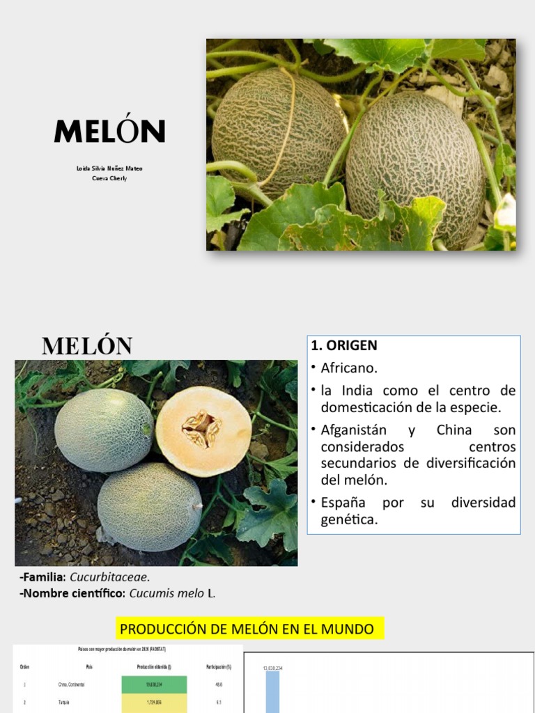 Exposición de Melón PDF Flores Fruta