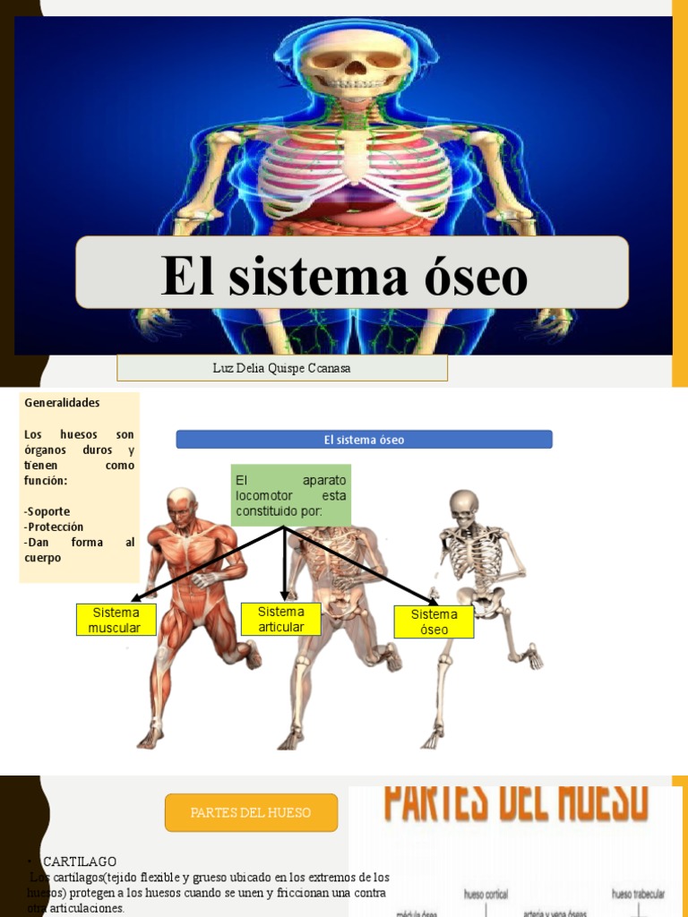 El Sistema óseo Estructura Tipos De Huesos Y Enfermedades Más Comunes