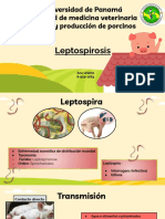 Leptospirosis en Cerdos