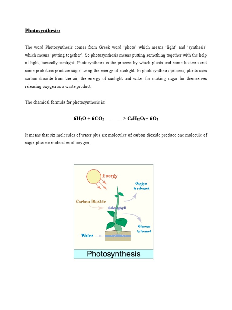 photosynthesis extra credit assignment