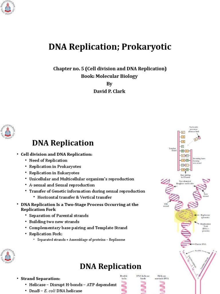DNA Replication in Prokaryotes PDF Dna Replication Dna
