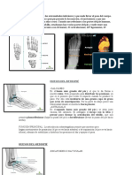 Partes Del Pie