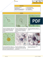CDC Atlas - Amoebae - Flagellates - Trypanosoma