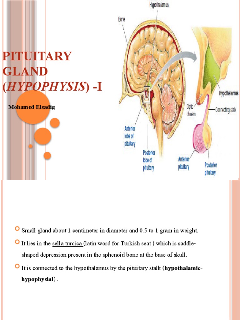 Lec-3 the Pituitary Gland-I | PDF | Pituitary Gland | Luteinizing Hormone