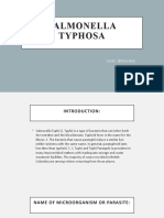 Salmonella Typhosa