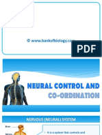 21 Neural Control N Coordination