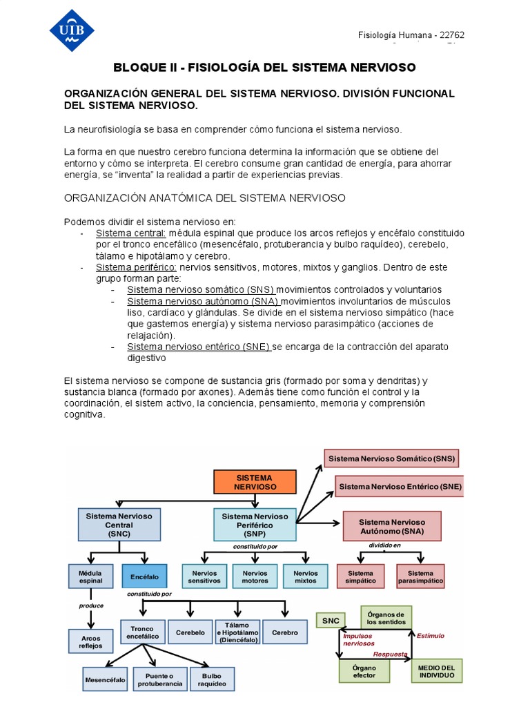 Bloque II - Fisiologia Del Sistema Nervioso | PDF | Sinapsis | Sistema ...