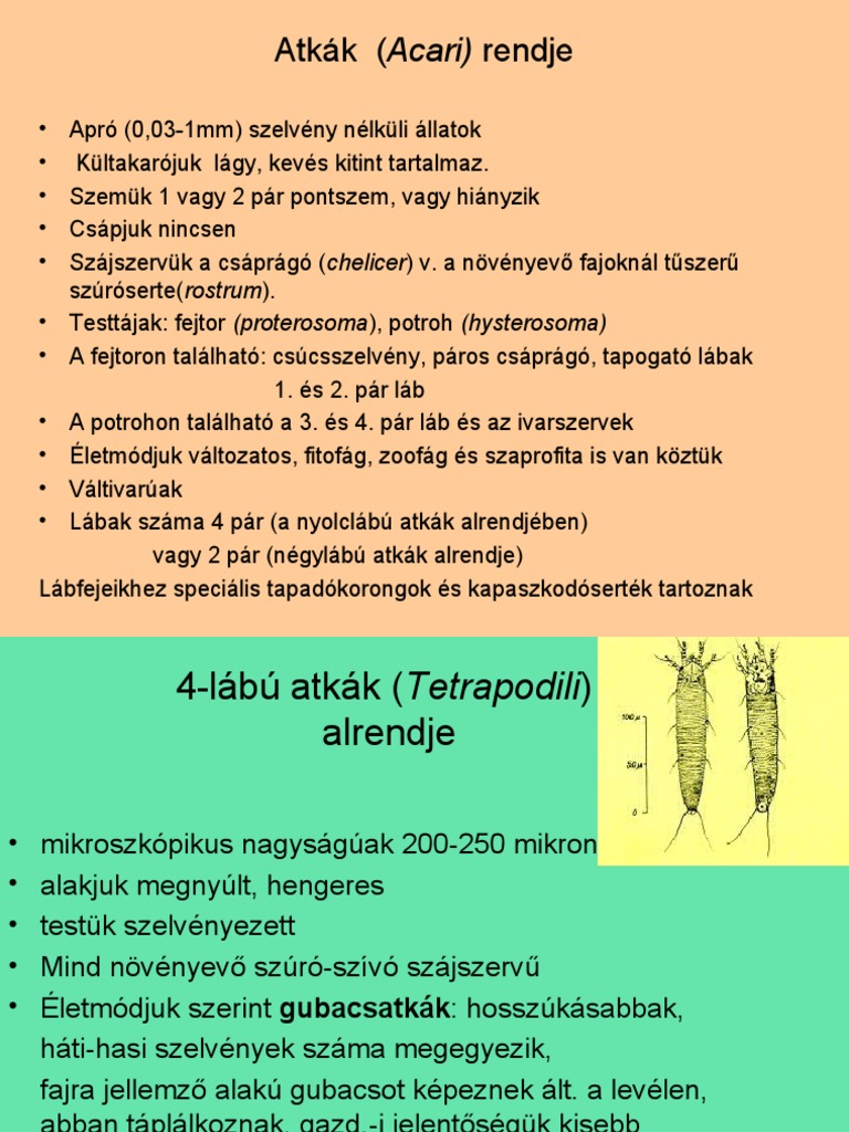 ATKÁK rendje | PDF