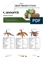 Cassava Varieties Guide