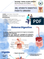Anexos Del Aparato Digestivo - Aparato Urinario (G3)