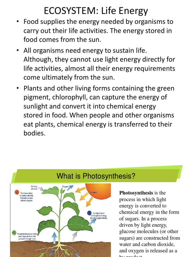 Photosynthesis Process Explained | PDF | Photosynthesis | Cellular ...