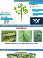 Pests and management of cotton crops