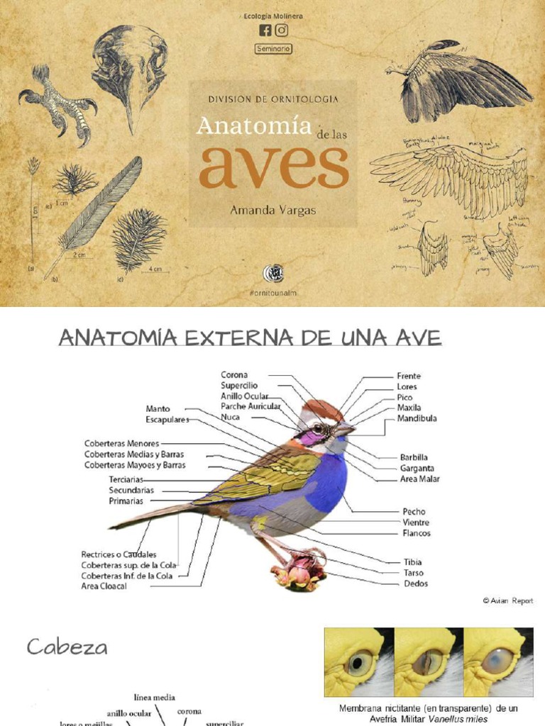 Anatomía de Las Aves PDF
