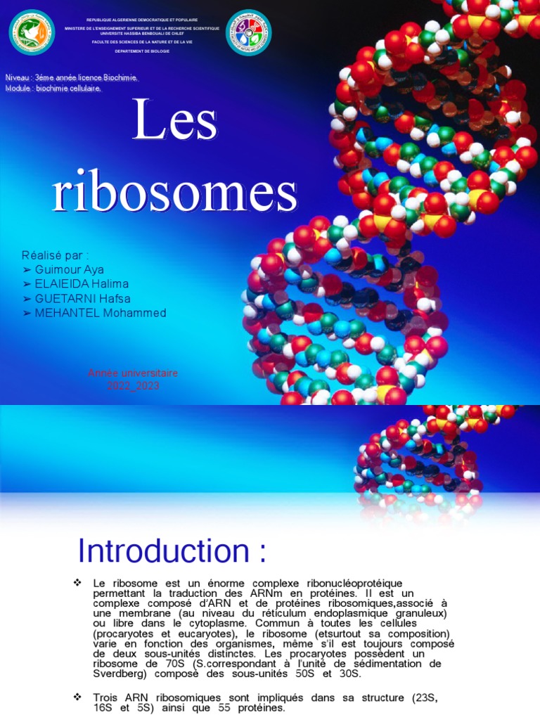 Rôle et structure des ribosomes | PDF | Ribosome | Acide ribonucléique ...
