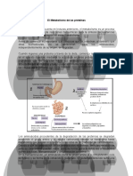 Metabolismo de Las Proteínas