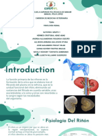 Fisiologia Renal